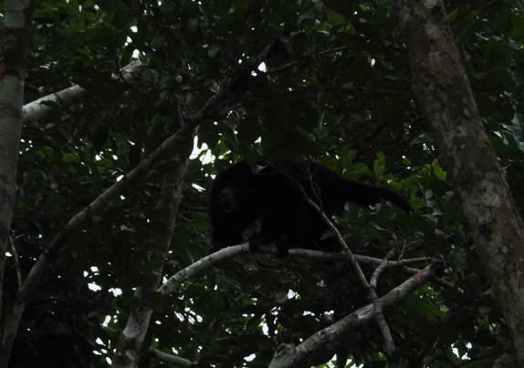 Um emocionante encontro com um barulhento bando de macacos bugil gritador, nas ruínas mayas de Caracol, em Belize, quase na fronteira com a Guatemala